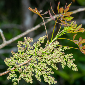 Photographie n°2576636 du taxon Pistacia terebinthus L. [1753]