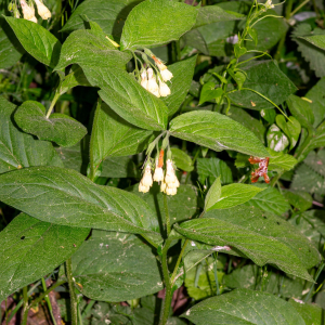 Photographie n°2576648 du taxon Symphytum officinale subsp. officinale