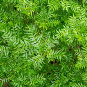  - Fraxinus angustifolia subsp. angustifolia