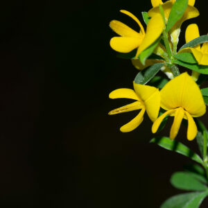 Photographie n°2576661 du taxon Genista pilosa L. [1753]