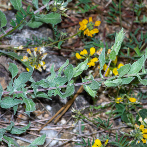 Photographie n°2576666 du taxon Centaurea pectinata L. [1763]