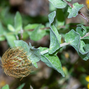 Photographie n°2576667 du taxon Centaurea pectinata L. [1763]