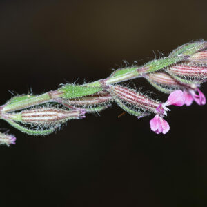 Photographie n°2576675 du taxon Silene gallica L. [1753]