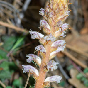  - Orobanche grenieri F.W.Schultz [1846]