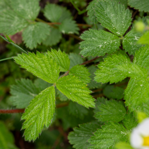 Photographie n°2576718 du taxon Drymocallis rupestris subsp. rupestris