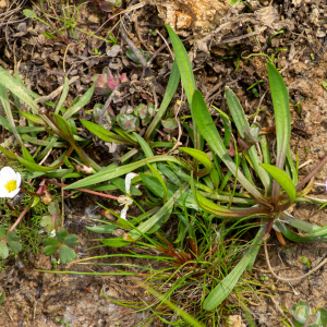  - Baldellia repens subsp. cavanillesii (Molina Abril, A.Galán, Pizarro & Sard.Rosc.) Talavera [2008]