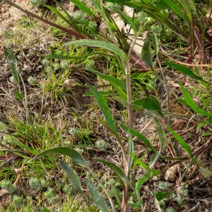 Photographie n°2576750 du taxon Ranunculus flammula L. [1753]