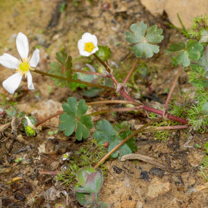 Photographie n°2576751 du taxon Ranunculus ololeucos J.Lloyd