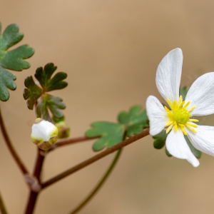 Photographie n°2576752 du taxon Ranunculus ololeucos J.Lloyd