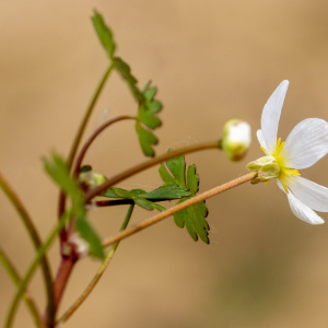 Photographie n°2576754 du taxon Ranunculus ololeucos J.Lloyd