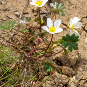 Photographie n°2576759 du taxon Ranunculus ololeucos J.Lloyd