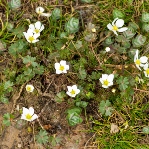 Photographie n°2576761 du taxon Ranunculus ololeucos J.Lloyd