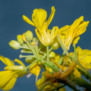 Photographie n°2576807 du taxon Sinapis arvensis L. [1753]