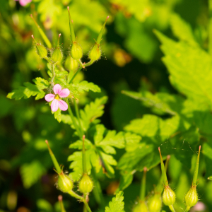 Photographie n°2576814 du taxon Geranium purpureum Vill. [1786]