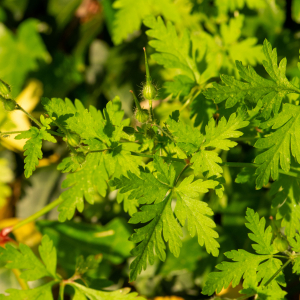 Photographie n°2576817 du taxon Geranium purpureum Vill. [1786]