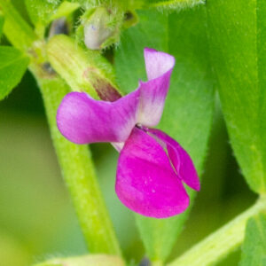 Photographie n°2576859 du taxon Vicia sativa L. [1753]