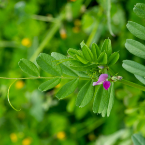 Photographie n°2576865 du taxon Vicia sativa L. [1753]