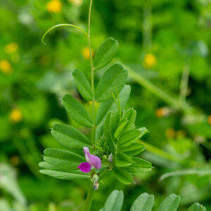  - Vicia sativa L. [1753]