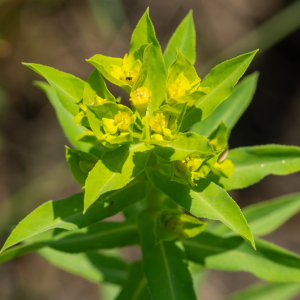 Photographie n°2576871 du taxon Euphorbia stricta L. [1759]