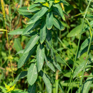 Photographie n°2576872 du taxon Euphorbia stricta L. [1759]