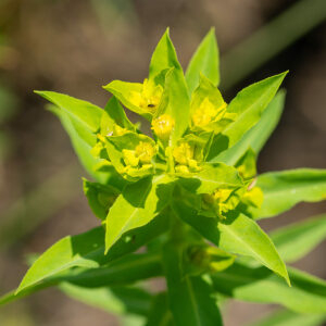 Photographie n°2576873 du taxon Euphorbia stricta L. [1759]