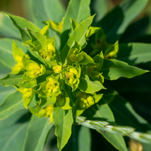 Photographie n°2576874 du taxon Euphorbia stricta L. [1759]