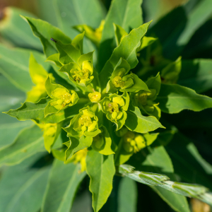 Photographie n°2576875 du taxon Euphorbia stricta L. [1759]
