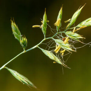 Photographie n°2576878 du taxon Festuca brevipila R.Tracey [1977]