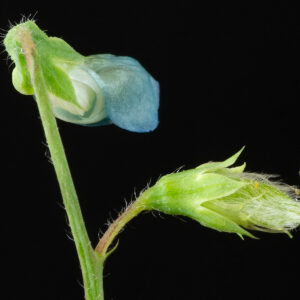 Photographie n°2576885 du taxon Lathyrus hirsutus L. [1753]