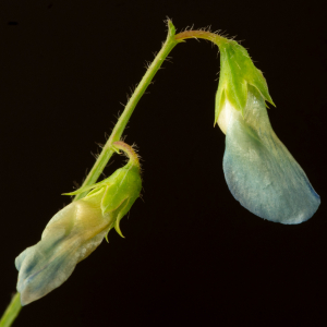 Photographie n°2576889 du taxon Lathyrus hirsutus L. [1753]