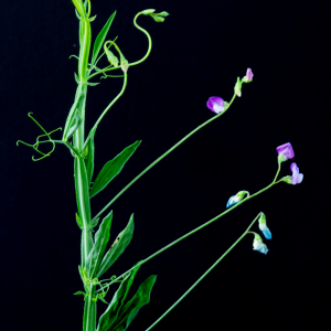 Photographie n°2576894 du taxon Lathyrus hirsutus L. [1753]