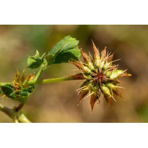 Trifolium michelianum subsp. angulatum (Waldst. & Kit.) Bonnier & Layens (Trèfle)