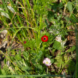 Photographie n°2576954 du taxon Adonis annua L. [1753]