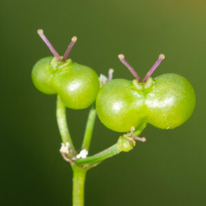 Photographie n°2576955 du taxon Bifora radians M.Bieb. [1819]