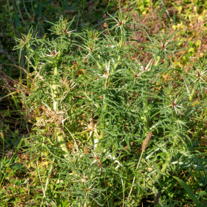 Photographie n°2576959 du taxon Centaurea calcitrapa L. [1753]