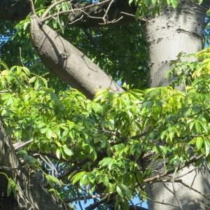 Photographie n°2576975 du taxon Ceiba pentandra (L.) Gaertn. [1791]