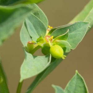Photographie n°2576978 du taxon Euphorbia falcata subsp. falcata