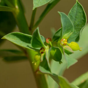 Photographie n°2576979 du taxon Euphorbia falcata subsp. falcata