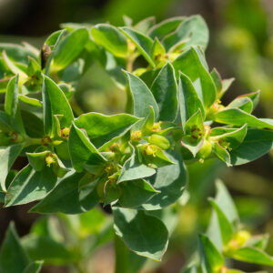 Photographie n°2576980 du taxon Euphorbia falcata subsp. falcata