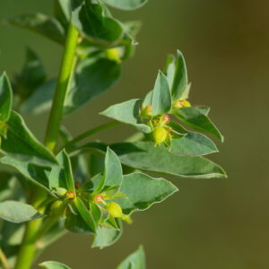  - Euphorbia falcata subsp. falcata