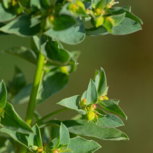  - Euphorbia falcata subsp. falcata