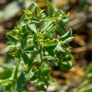  - Euphorbia falcata subsp. falcata