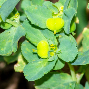 Photographie n°2576984 du taxon Euphorbia helioscopia subsp. helioscopia