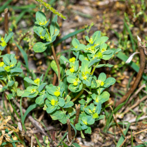  - Euphorbia helioscopia subsp. helioscopia