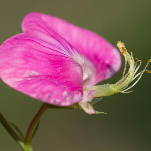 Photographie n°2576992 du taxon Lathyrus tuberosus L. [1753]