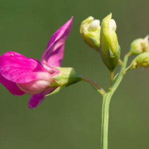 Photographie n°2576993 du taxon Lathyrus tuberosus L. [1753]