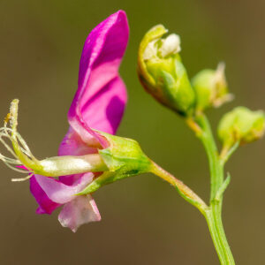 Photographie n°2576994 du taxon Lathyrus tuberosus L. [1753]
