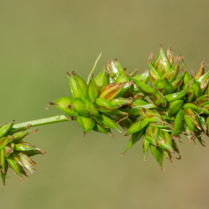 Vignea muricata subsp. lamprocarpa (Celak.) Soják (Laiche de Paira)