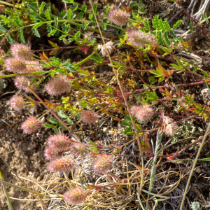 Photographie n°2577018 du taxon Trifolium arvense L. [1753]