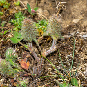 Photographie n°2577025 du taxon Trifolium sylvaticum Gérard ex Loisel. [1809]